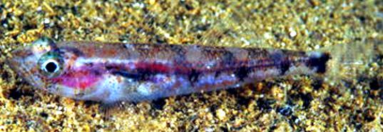 Deltentosteus collonianus_0214